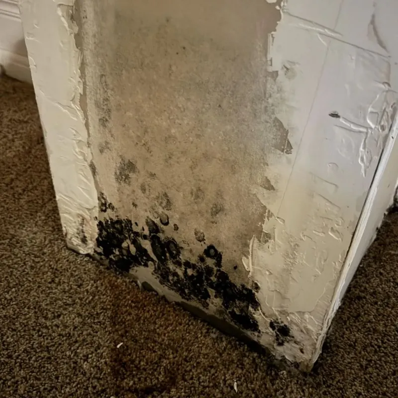 Professional Mold Removal in Harvard, IL